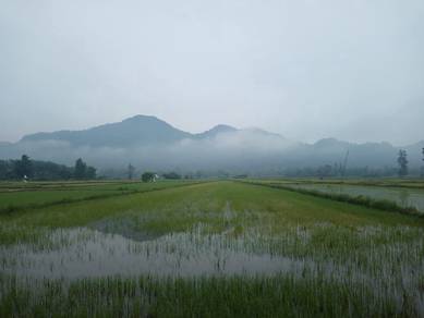 Tanah Bendang Murah : View Gunung