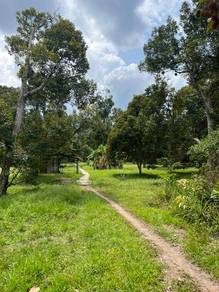 Balik Pulau Barat Daya Durian Orchard with house 2.5Acres