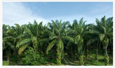 Agricultural-Land-for-sale-Tawau-Sabah