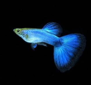 Singahblue guppy 
