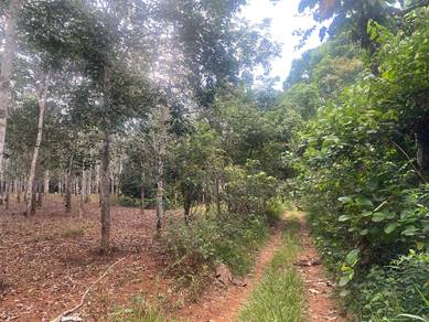Tanah getah bukit tanah merah segamat johor
