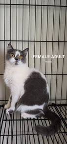 2 ekor BSH (indoor)