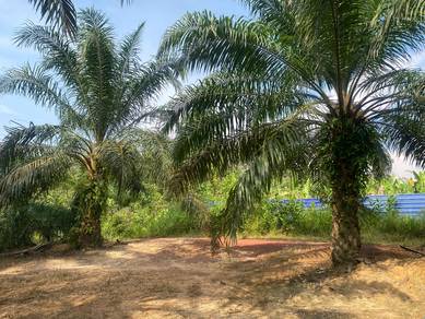 Tanah sawit bukit tanah merah segamat johor