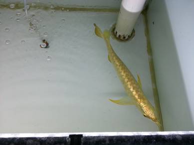 24k Golden crossback 12 inch -wholesale price