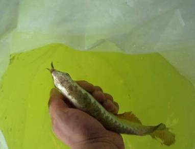 Golden head arowana 7 inch quality  -wholesale