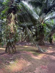 Tanah sawit freehold tasik alai segamat johor