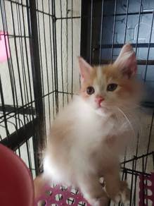 kitten for rehome