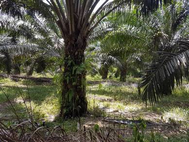 TANAH PERTANIAN KAMPUNG AIR HITAM SRI DAMAI KUANTAN Untuk Dijual