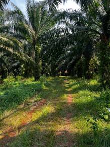 Agricultural-Land-for-sale-Lendu-Melaka-1