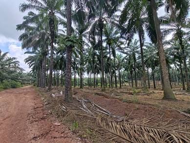 Freehold Agricultural Land 17.5 Acre For Sell(Serenia City Dengkil)