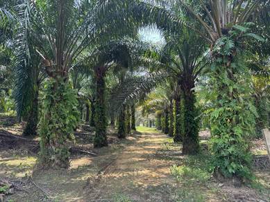 Tanah Sawit di Kg Pandan, Kuantan, Pahang untuk Dijual [8.35 ekar]