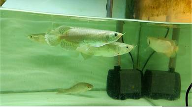 Arowana green hijau kenyir