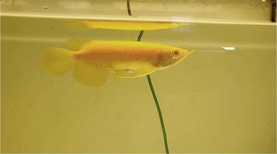 Arowana Albino Mata merah