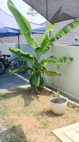 anak pokok pisang 40 hari