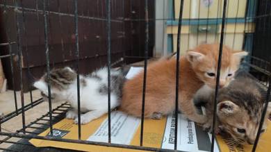 Kitten for Rehome