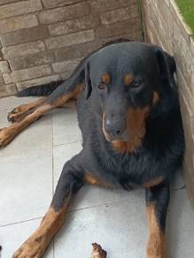rottweiler 