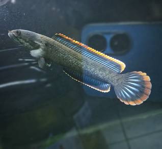 Channa limbata size 5 inci