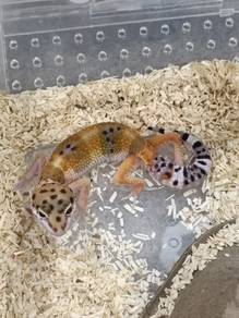 Leopard Gecko
