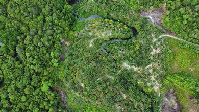Agricultural-Land-for-sale-Kuching-Sarawak