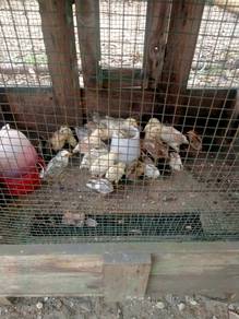 ayam kg ori
