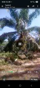 Agricultural-Land-for-sale-Sabak-Bernam-Selangor