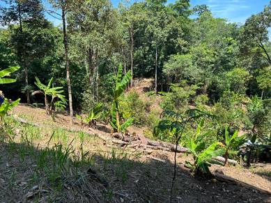 Tanah Dusun Durian 15 Pokok Ada Hasil 😍 Batu Kurau