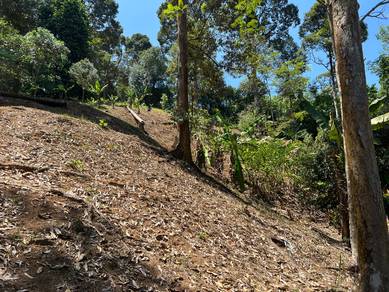 Tanah Dusun Durian 15 Pokok Ada Hasil 😍 Batu Kurau