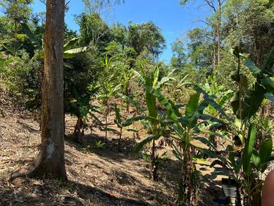 Tanah Dusun Durian 15 Pokok Ada Hasil 😍 Batu Kurau