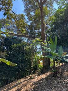 Tanah Dusun Durian 15 Pokok Ada Hasil 😍 Batu Kurau