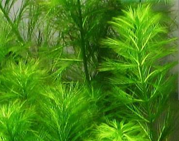 Rumpai utk ikan laga betta guppy
