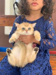 bsh british shorthair cat golden ny11