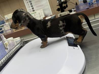 Dachshund dapple puppies