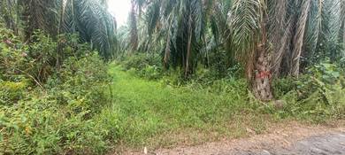 Agricultural-Land-for-sale-Sabak-Bernam-Selangor