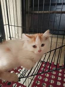 4 kitten