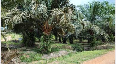 For Sale Mersing Mainroad Johor