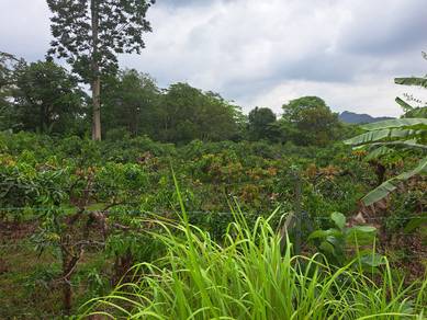 Tanah Pertanian Kebun Harumanis