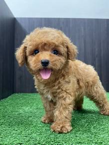 Poodle boy