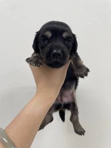 dachshund female 2