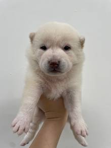 White shiba Inu female 1