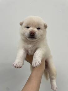 White shiba Inu female 2
