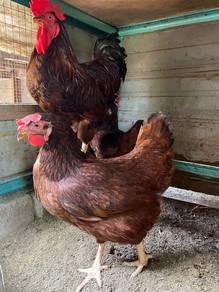 Anak Ayam penelur purebreed RIR