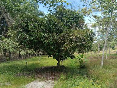 Land-for-sale-Kuala-Klawang-Negeri-Sembilan