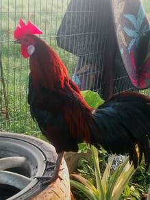 Ayam hutan merah