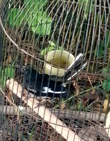 Burung murai jantan