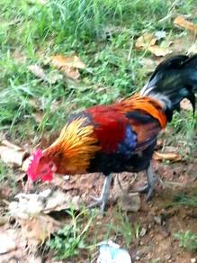 Ayam hutan murah