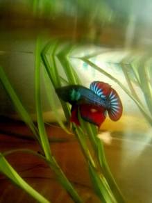 Ikan sekarin kampong