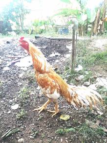 Anak ayam