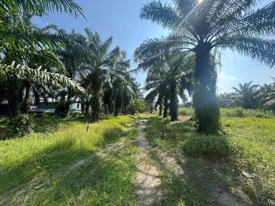 BELOW MARKET PRICE Jenjarom TPG Zoning Industrial Agricuture Land 2.28