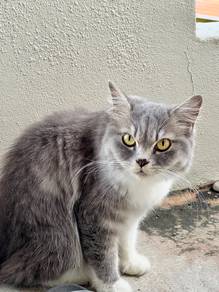 Cat Mixed BSH + persian