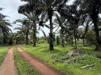 Simpang Renggam Machap 24 Acre Oil Palm Land Rm118k per Acre